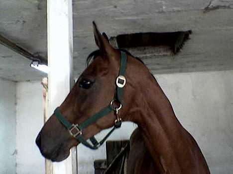 Tysk Oldenburger Majsens Ophelia. billede 5