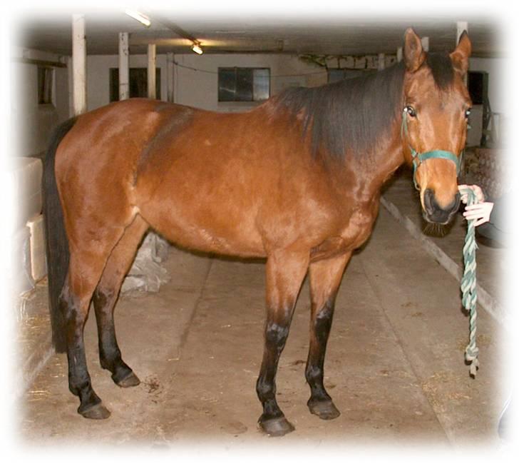 Tysk Oldenburger Majsens Ophelia. billede 6