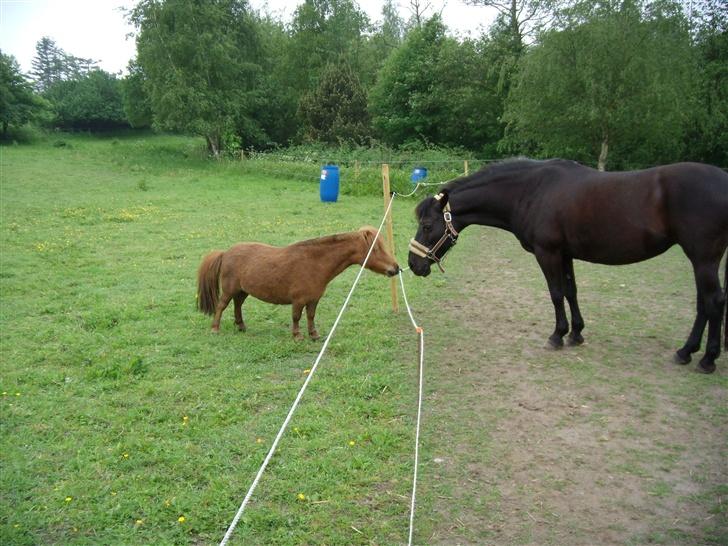 Miniature Bella *SOLGT - Sååå fiiin ;D billede 6