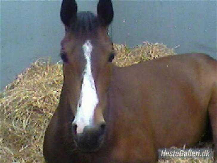 Tysk Sportspony Pamina 375 (Flyve-egern) - Min elskede på mors<33 billede 2