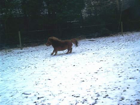 Miniature Bella *SOLGT - At løbe stærk, er sjovt. :D billede 7