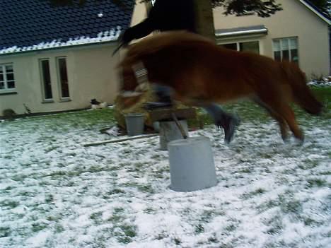 Miniature Bella *SOLGT - MIN Springpony <3 Jeg kunne ikke lade være. billede 9