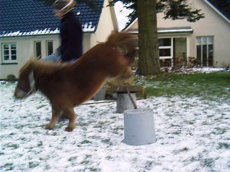 Miniature Bella *SOLGT - Bella er og bliver en springpony. billede 10