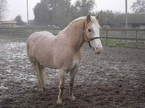 Haflinger Aalekrogens Stafet*SOLGT* billede 9
