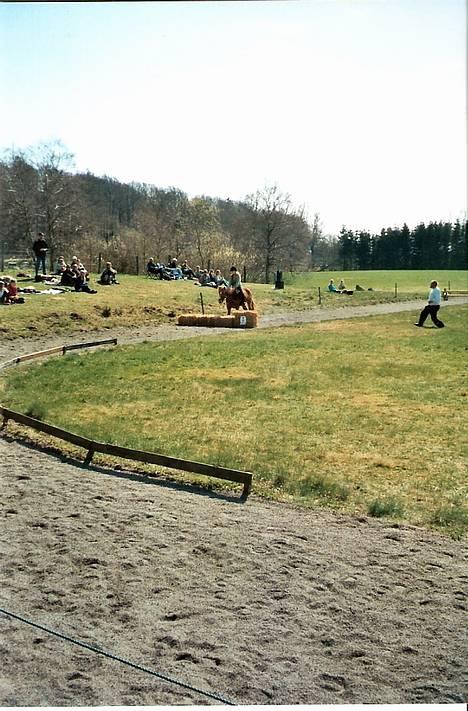 Islænder Nös fra Kærgård *SOLGT* - DSU 2005 <3 billede 1