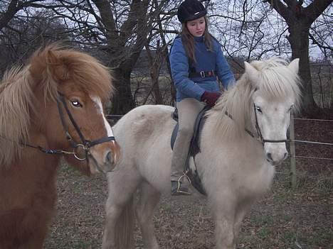 Islænder Nös fra Kærgård *SOLGT* billede 2