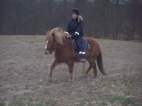 Islænder Nös fra Kærgård *SOLGT* billede 3