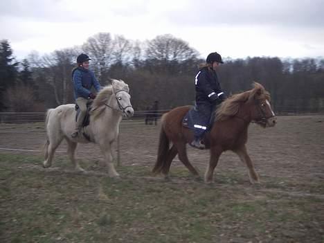 Islænder Nös fra Kærgård *SOLGT* billede 4