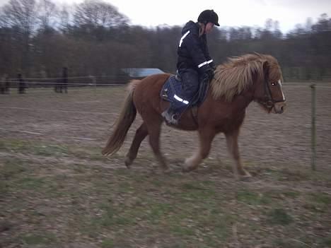 Islænder Nös fra Kærgård *SOLGT* billede 5