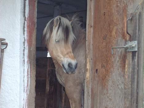 Fjordhest Felix Solgt - skal måsk går ud elle skal ikke  billede 4