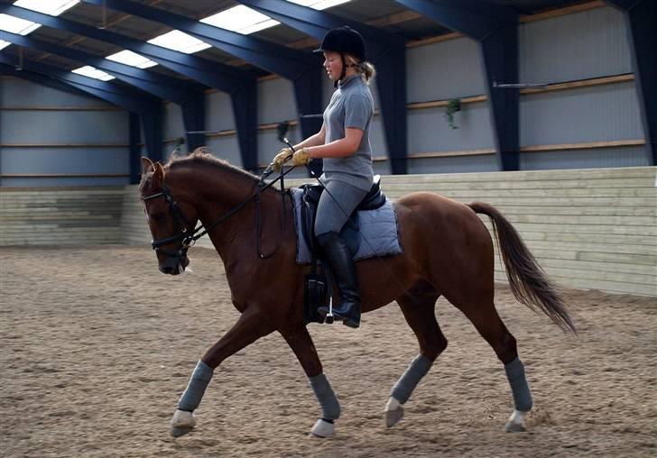 DSP Nørlunds Ascari  - Velkommen til Aske´s profil :o) Håber i vil give en lille kommentar ? (træning hos Bjarne) billede 1