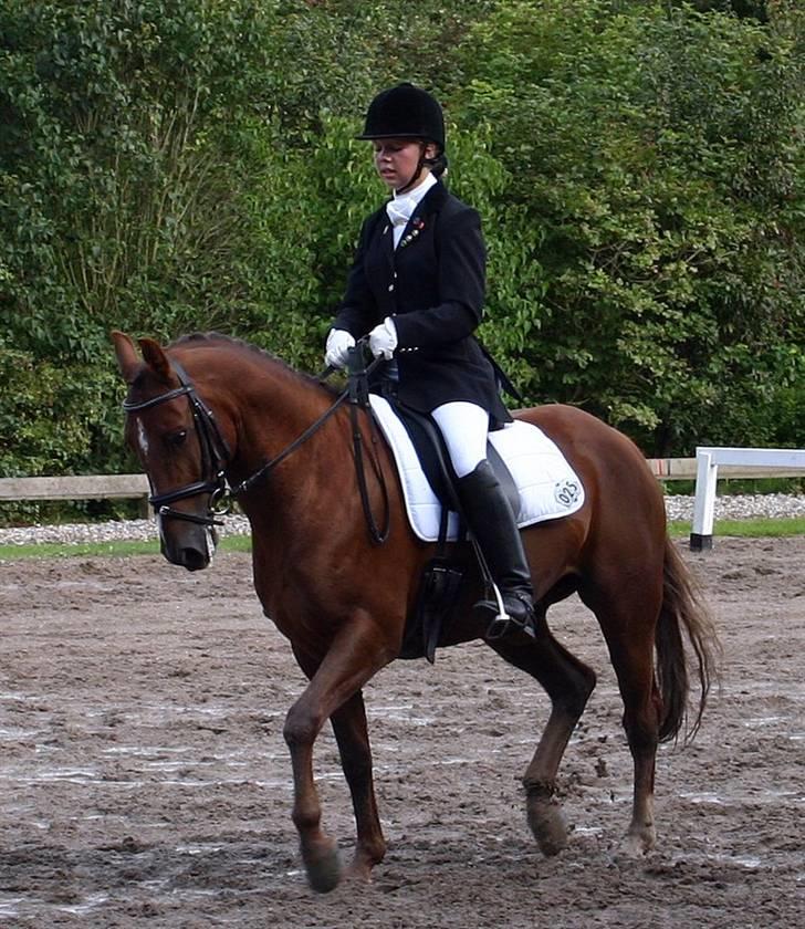 DSP Nørlunds Ascari  - distriks mesterskab for hold :D vi blev nr. 2 ;D Vi var den equipage der red højst på holdet :P billede 2