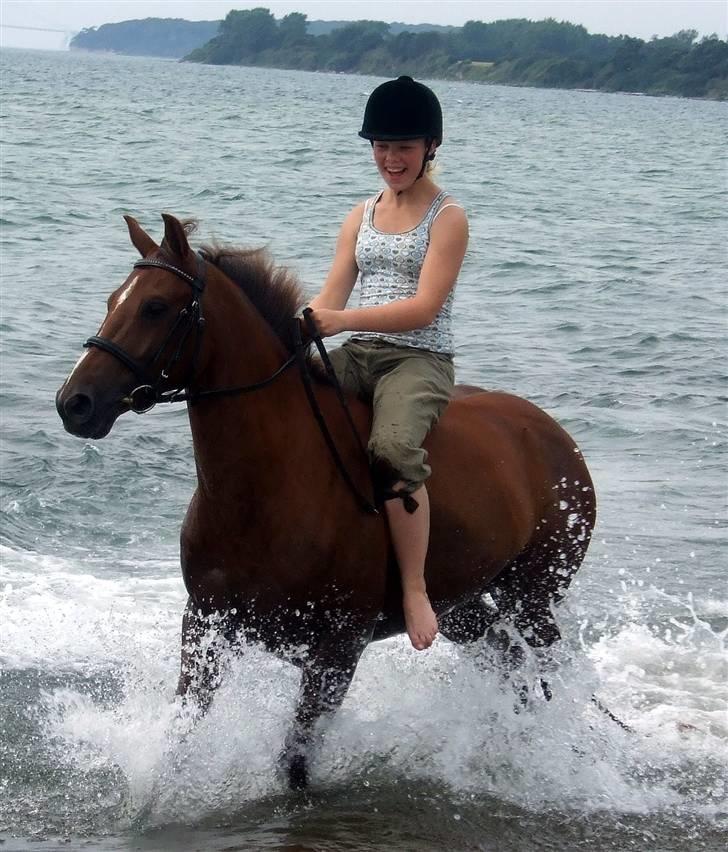 DSP Nørlunds Ascari  - sommerferie på herregården Espe :D hans første badetur JUHU billede 4