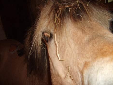 Fjordhest Felix Solgt - Hva er det?? billede 5