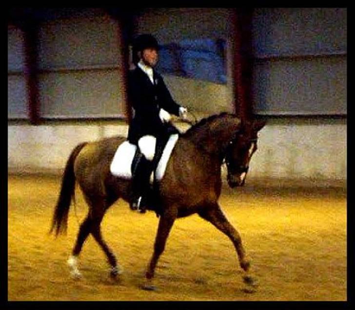 DSP Nørlunds Ascari  - første pri på mbrk :D han var simpelthen så skøn og opførte sig bare så super fornuftigt ! billede 5