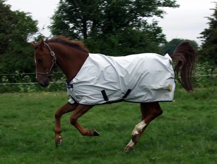 DSP Nørlunds Ascari  - Ikke ét ben til jorde <3 :P billede 6