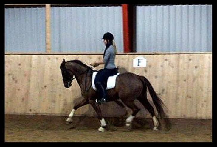 DSP Nørlunds Ascari  - træning hos Joachim i den tid hvor han var i topform :)  billede 7