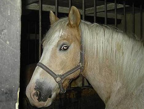 Haflinger Aalekrogens Stafet*SOLGT* billede 10