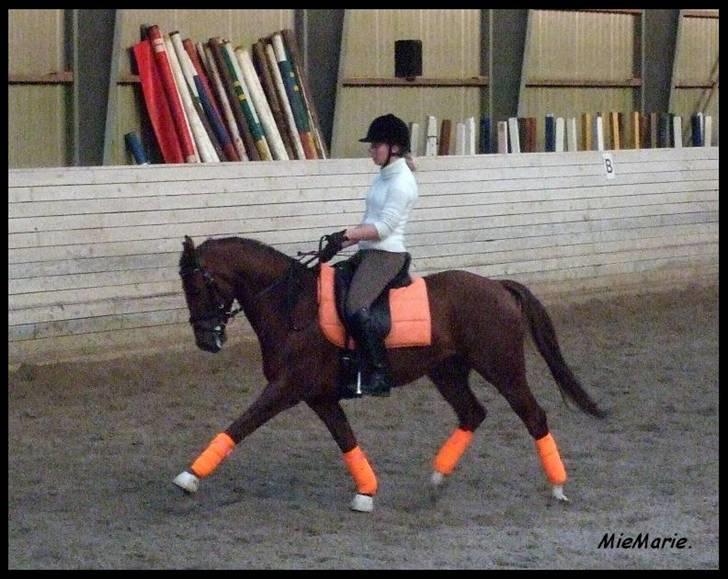 DSP Nørlunds Ascari  -  13-10-07 .... MEGET undskyld kvaliteten men min mor glemmer at trykke halvt ned på en knap så det bliver bedere :) men prøv da lige pg se ham :P han var nogenlunde den dag :) nyt underlag og bandager Flotte hva´? :P billede 9