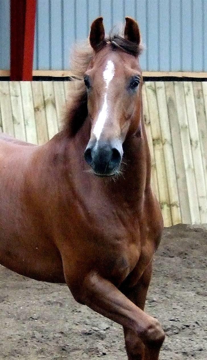 DSP Nørlunds Ascari  - han er lidt nys.. :P? billede 10