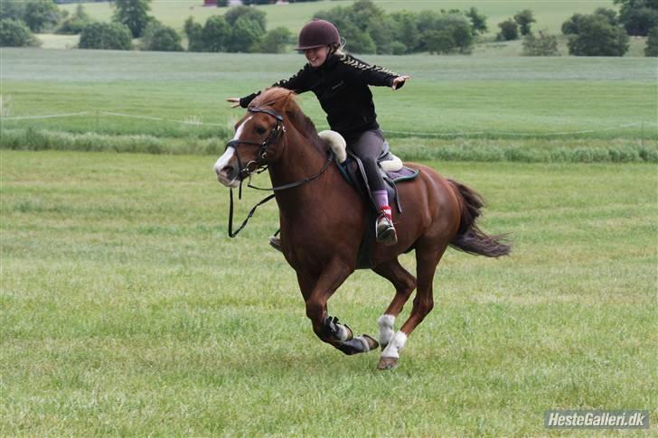 Anden særlig race Andro. - Weeeeeeeehar :D :D Foto; Mig. billede 20