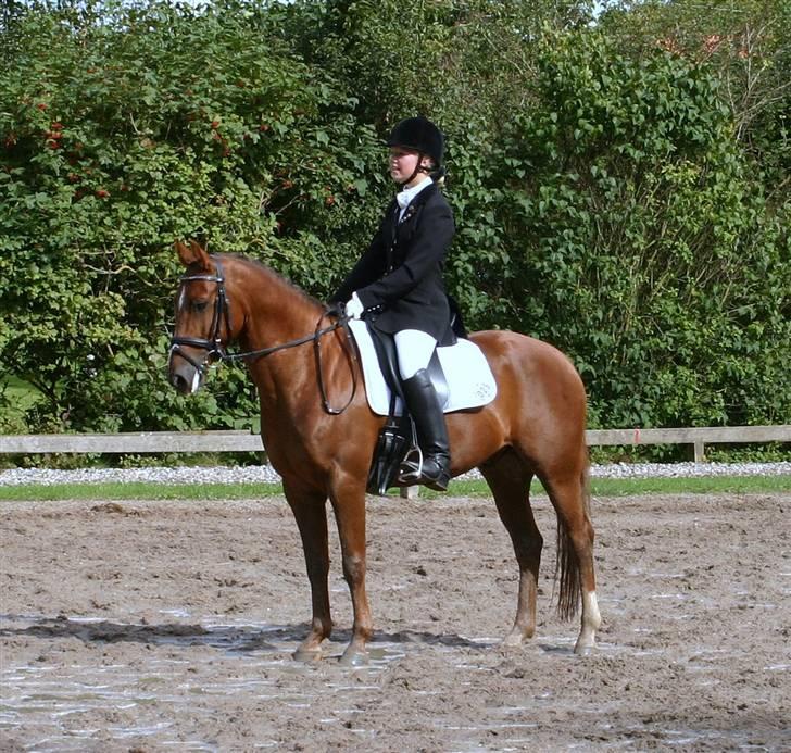 DSP Nørlunds Ascari  - Holdmesterskab;D billede 14