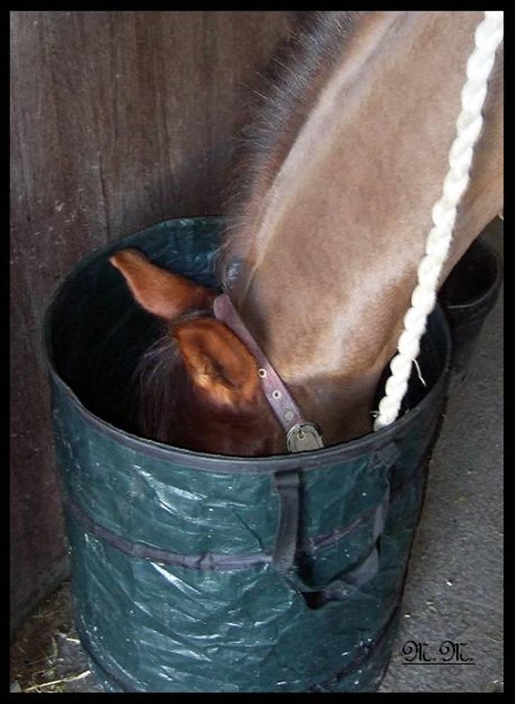 DSP Nørlunds Ascari  - DU KAN IKKE FINDE MIG haha :D han er såå sød <3 billede 15