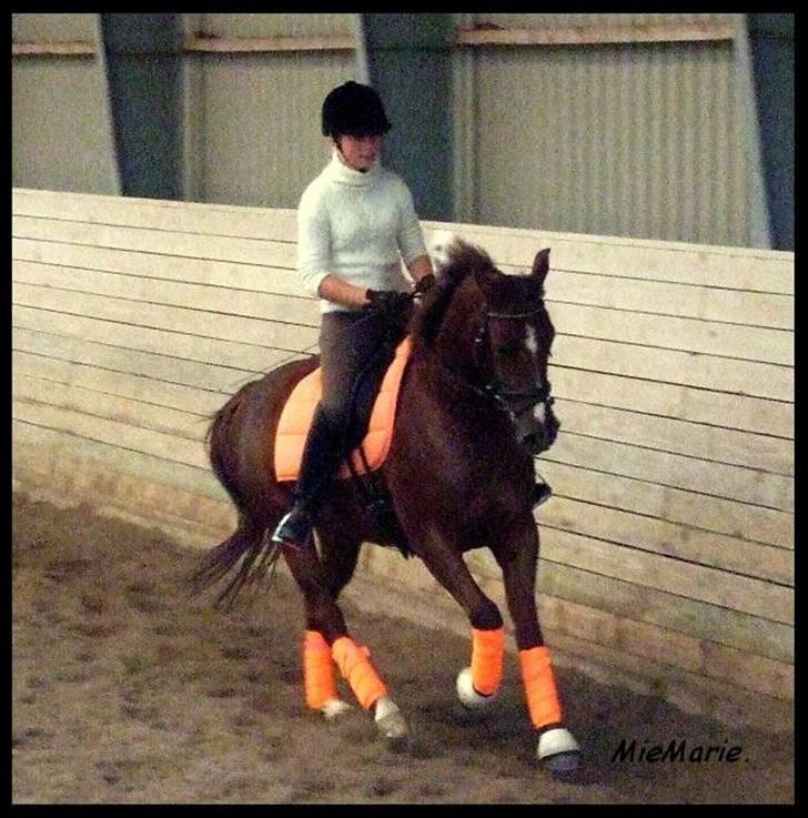 DSP Nørlunds Ascari  -  13-10-07 ..  Sorry igen men kan altså godt lide hans ben der :P Flotte bandager hva´? :D billede 16