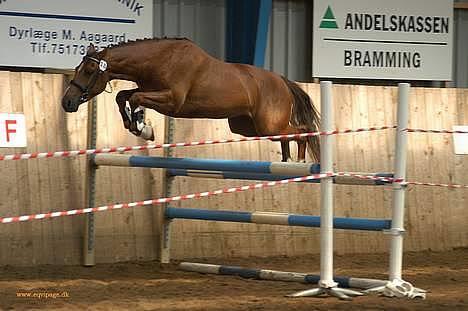 DSP Nørlunds Ascari  - springe kan han også :D billede 18