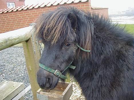 Shetlænder Sofus *Solgt*  - Sofus´ hoved ;) billede 19