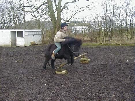 Shetlænder Sofus *Solgt*  - Maria og Sofus springer, Sofus elsker det <3 billede 20