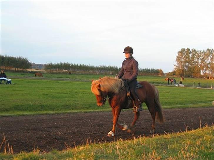 Islænder Atli Fra Kirstinelund - Boblestævnet 2008 Skridt  i 5-gang <3 billede 1