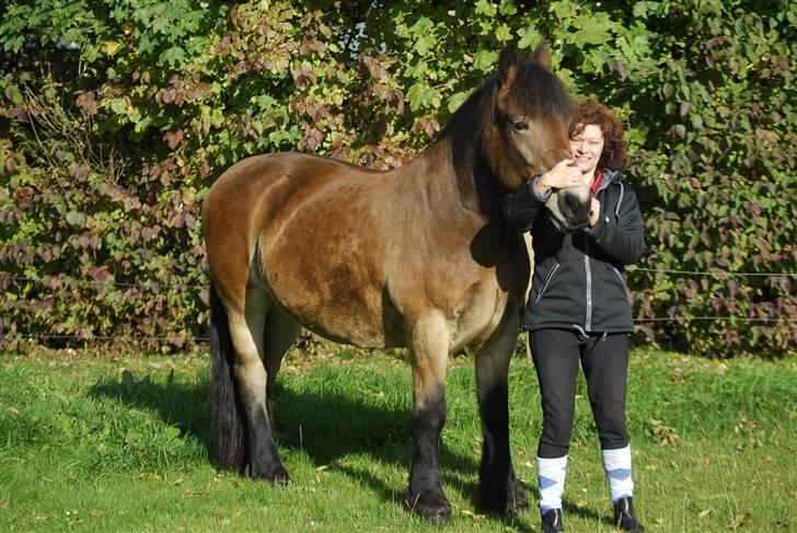 Nordsvensk Skovhest dalitsa billede 1