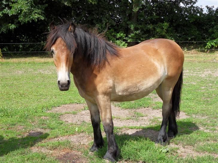 Nordsvensk Skovhest dalitsa - Dalitsas smukke datter, Donna, som 1 års billede 2