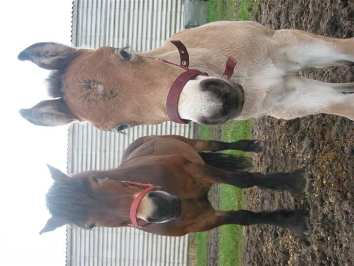 Nordsvensk Skovhest dalitsa - dalitsa og Donna billede 3