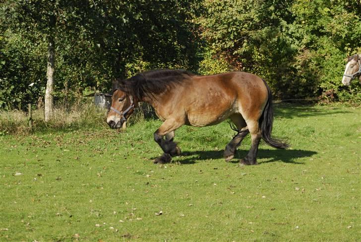 Nordsvensk Skovhest dalitsa billede 4