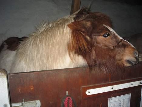 Islænder Hetja Fra Tanderup - 8. Madtid. Ingen skal tage Hetja´s mad billede 8