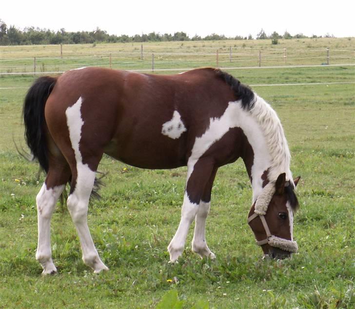 Pinto kelly <´3 billede 2