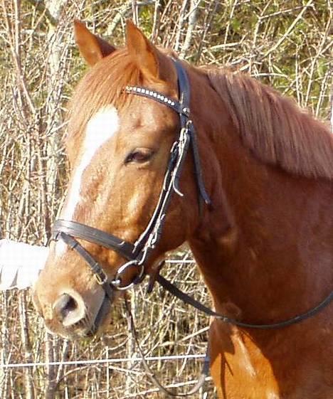 Anden særlig race Prins billede 20