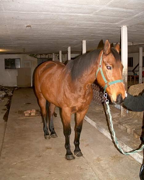 Tysk Oldenburger Majsens Ophelia. billede 7