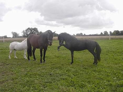 Islænder Baldur *SOLGT* billede 11