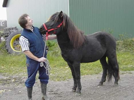 Islænder Baldur *SOLGT* billede 13