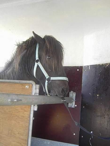 Islænder Baldur *SOLGT* billede 14