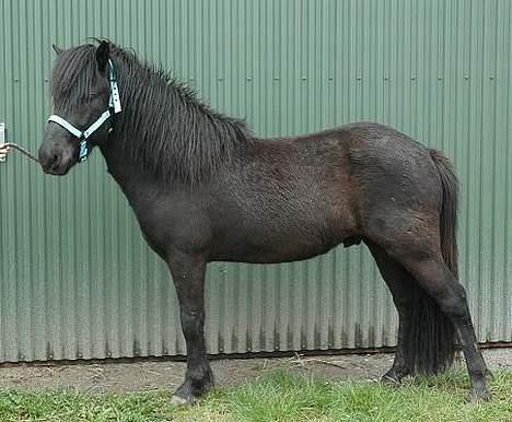 Islænder Baldur *SOLGT* billede 15