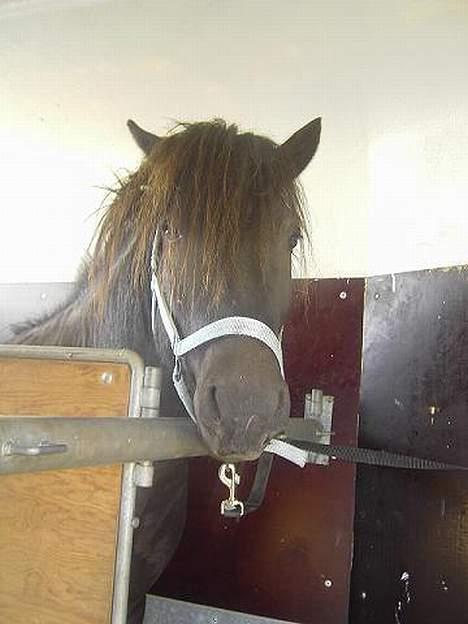 Islænder Baldur *SOLGT* billede 16