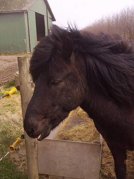 Islænder Baldur *SOLGT* billede 17