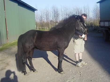 Islænder Baldur *SOLGT* billede 18