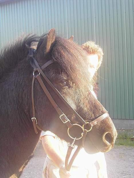 Islænder Baldur *SOLGT* billede 19