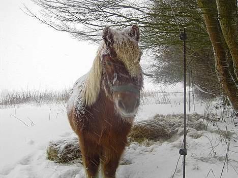 Anden særlig race Aalekrogens Rikke *R.I.P* billede 10