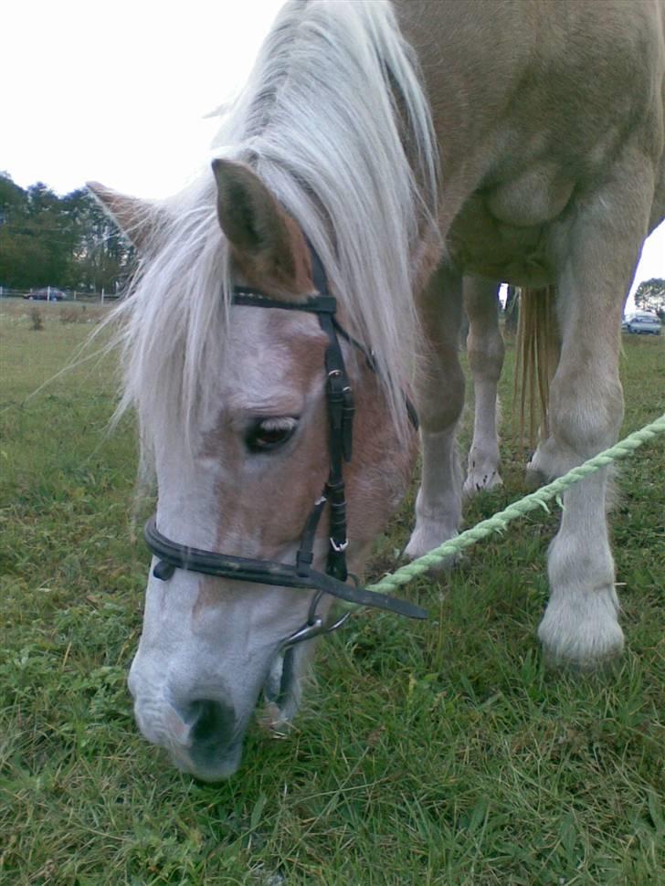 Haflinger Suleika R.I.P Min ven billede 10